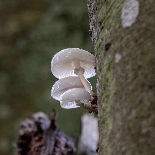 Mucidula mucida