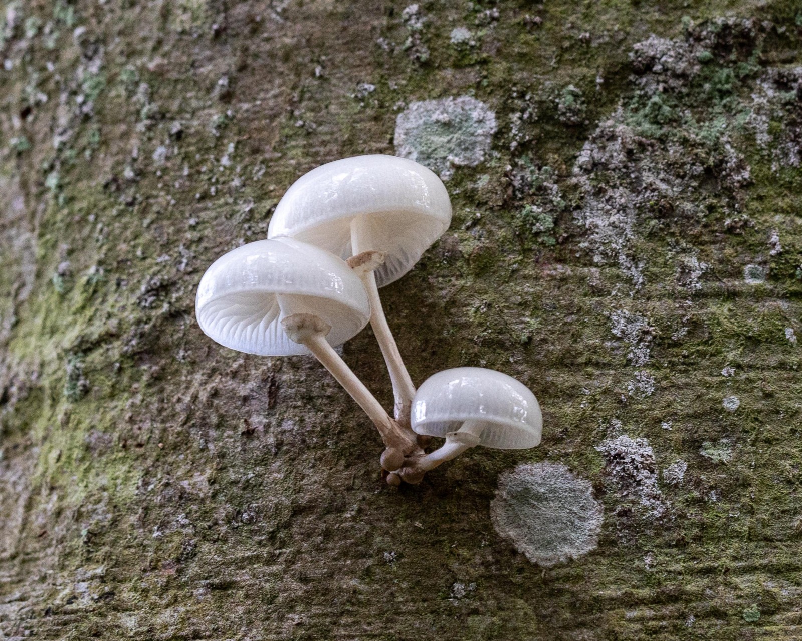 Mucidula mucida