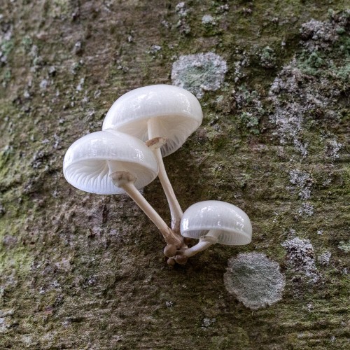 Mucidula mucida