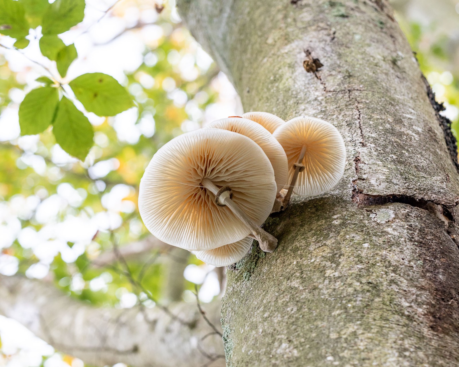 Mucidula mucida