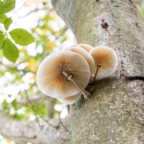 Mucidula mucida