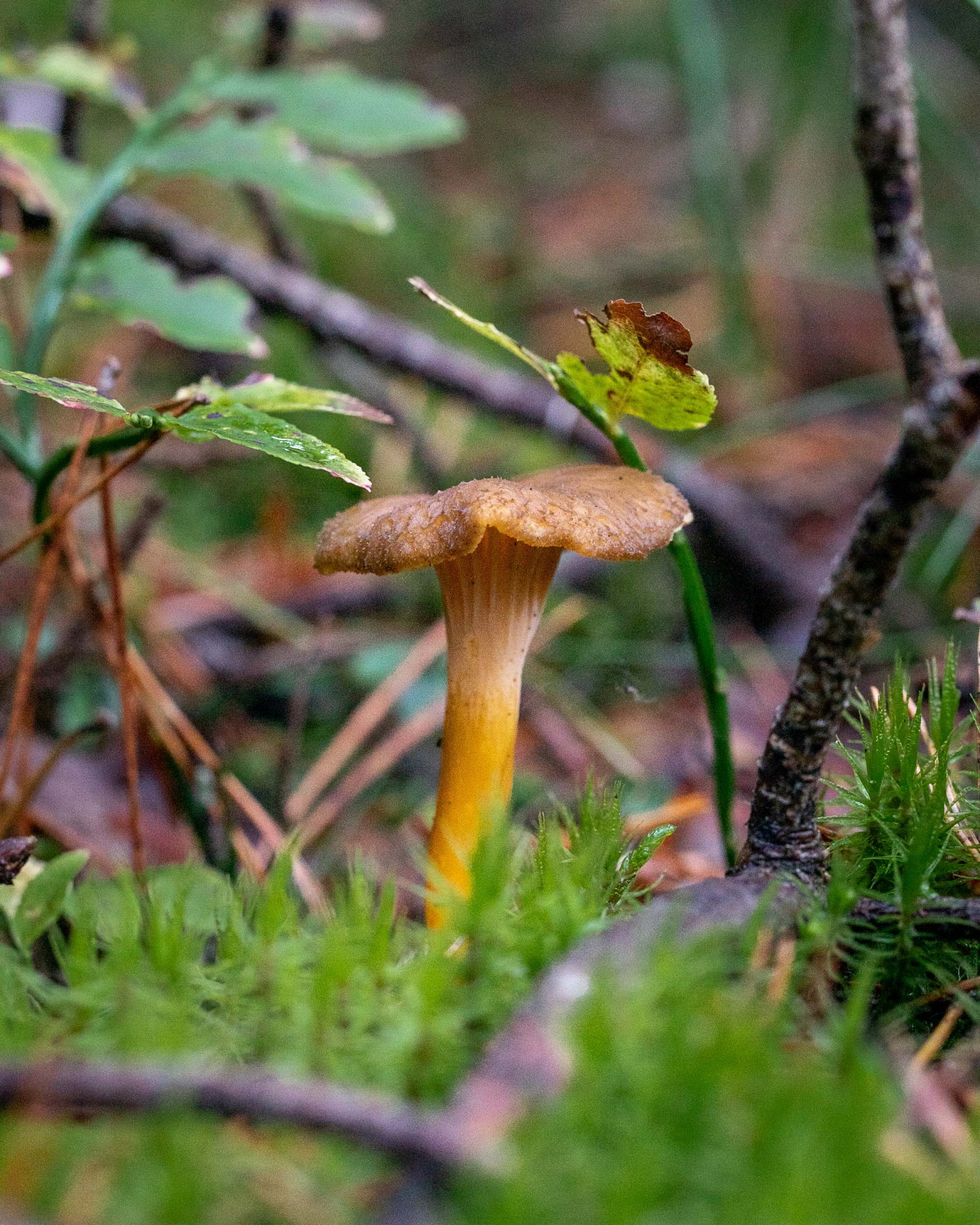 Craterellus tubaeformis