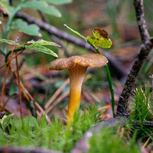 Craterellus tubaeformis