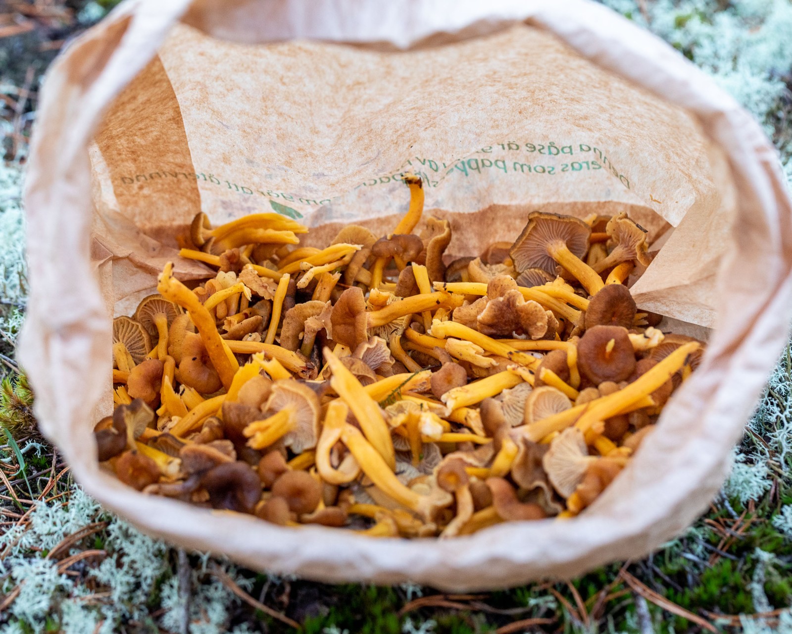 Craterellus tubaeformis