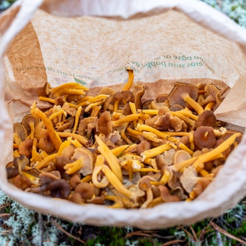 Craterellus tubaeformis