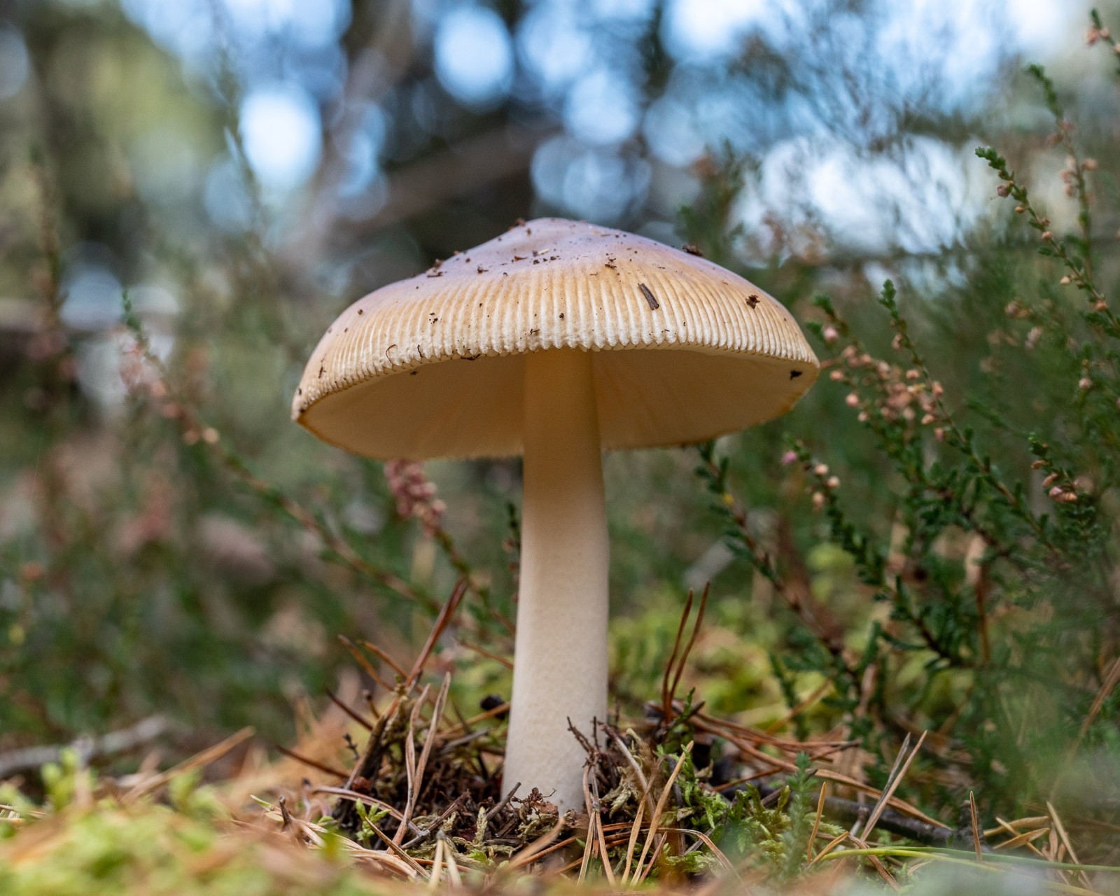 Amanita fulva