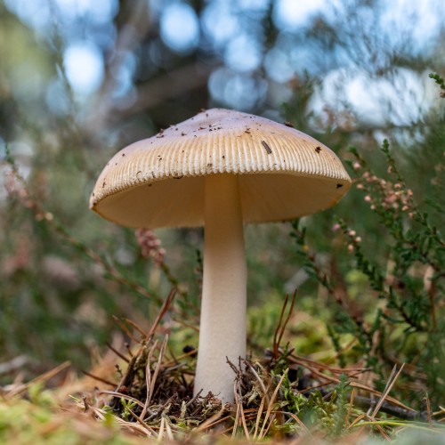 Amanita fulva
