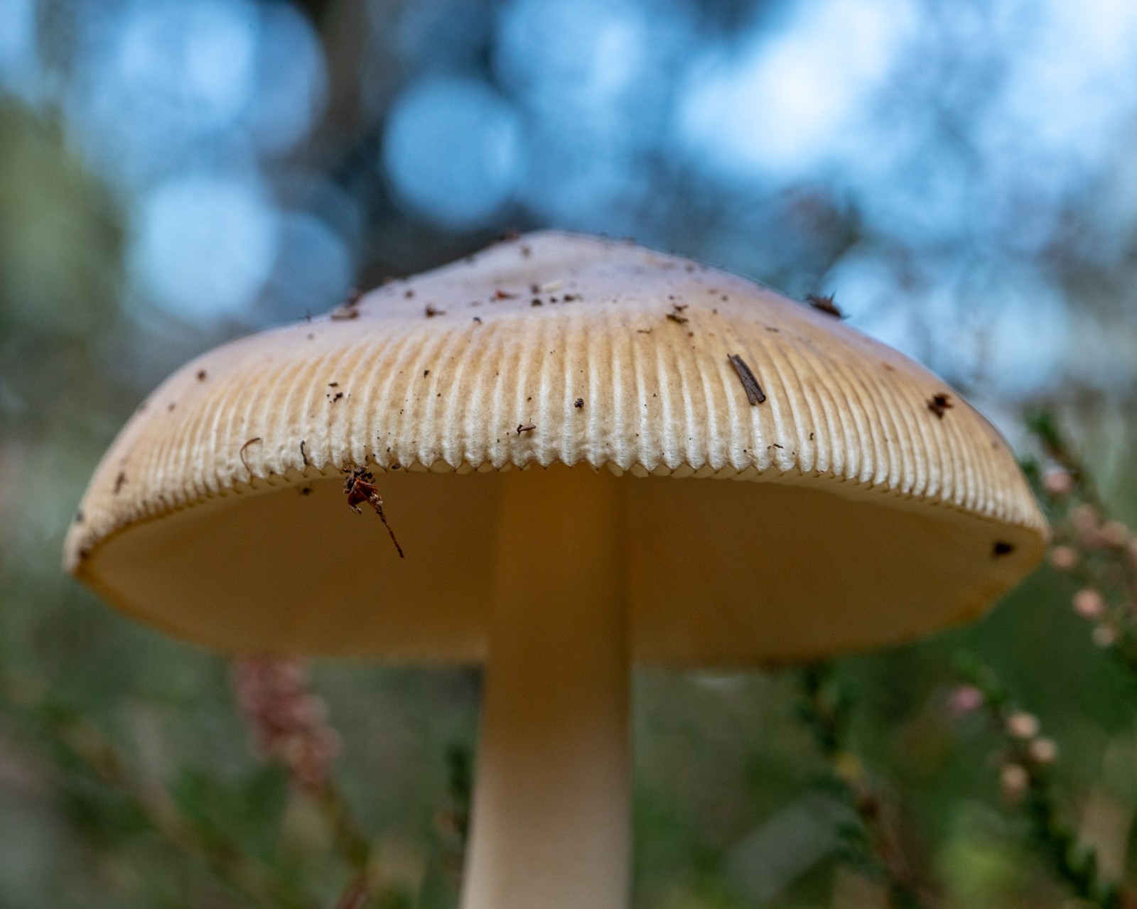 Amanita fulva