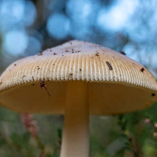 Amanita fulva