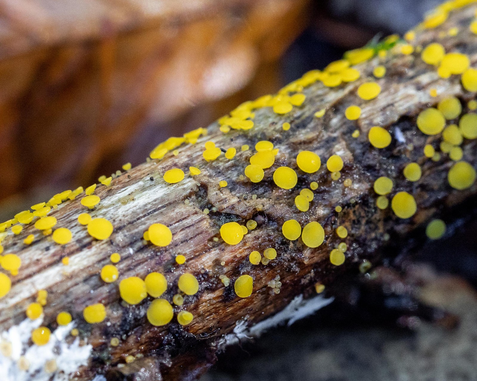Bisporella citrina