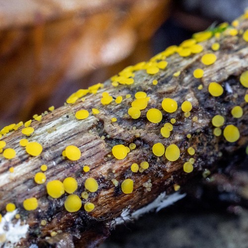 Bisporella citrina