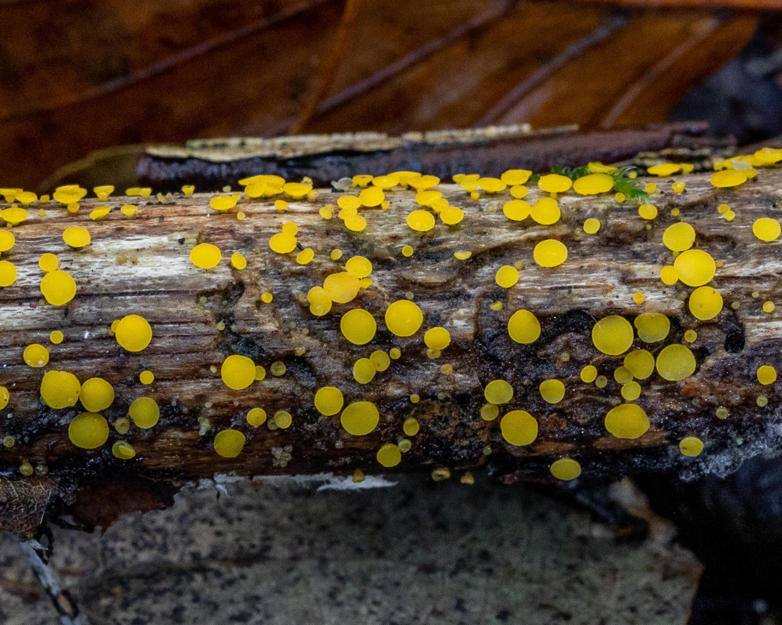 Bisporella citrina