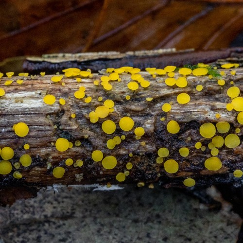 Bisporella citrina