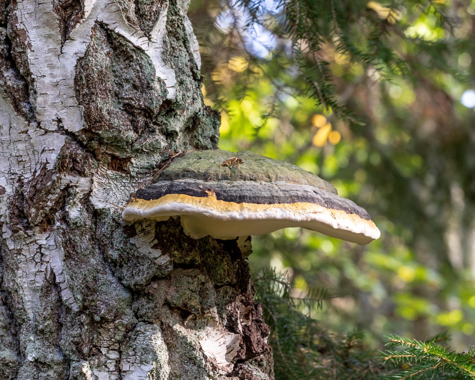 Fomitopsis pinicola