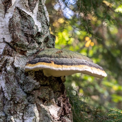 Fomitopsis pinicola