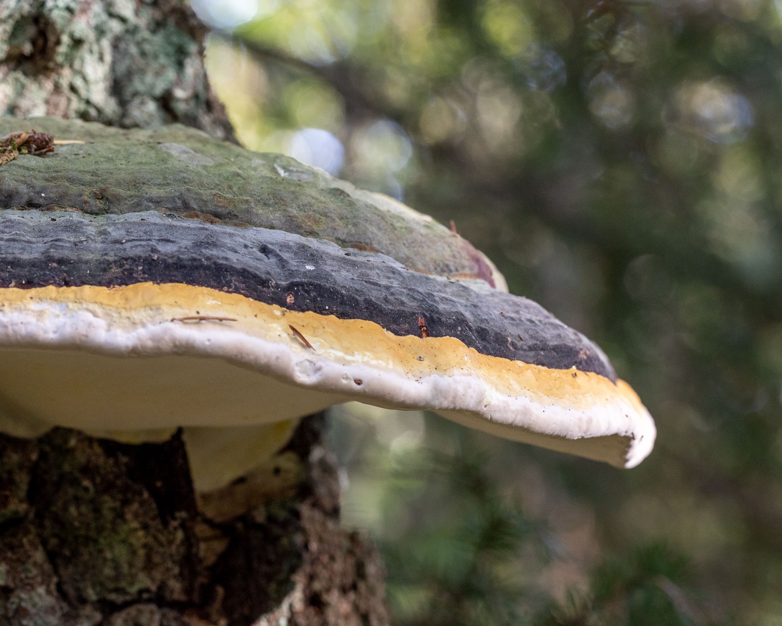 Fomitopsis pinicola