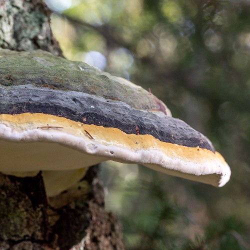 Fomitopsis pinicola