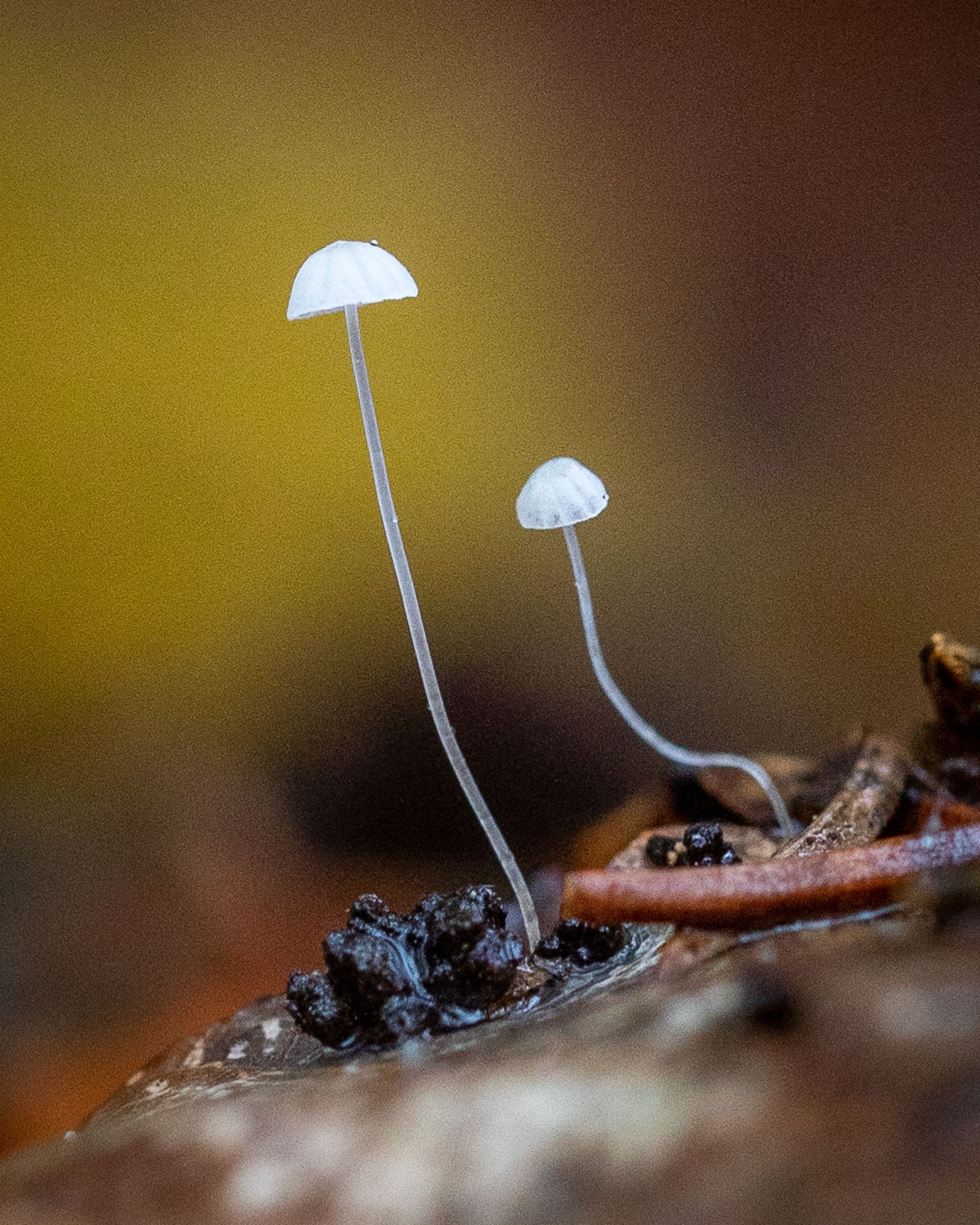 Marasmius epiphyllus