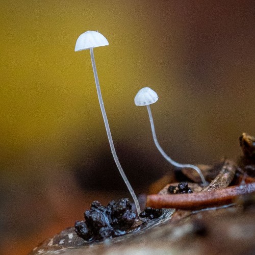 Marasmius epiphyllus