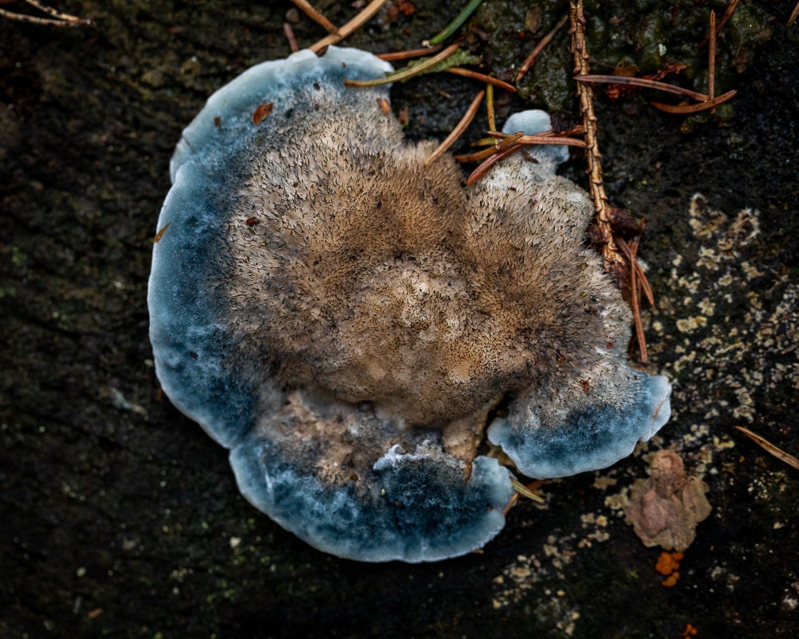 Postia caesia