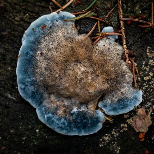 Postia caesia