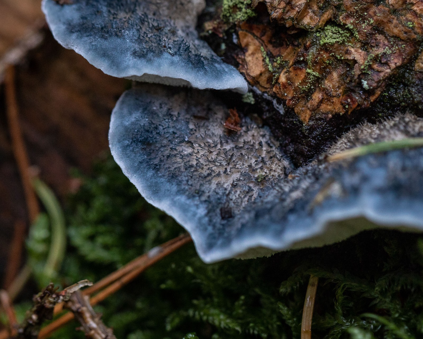 Postia caesia