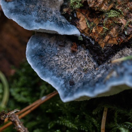 Postia caesia