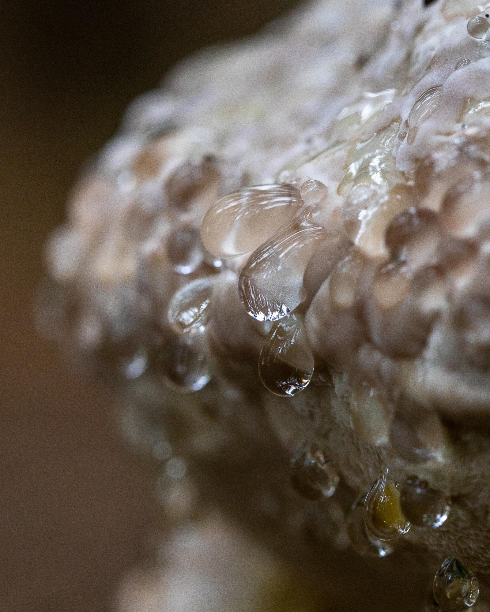 Fomitopsis pinicola