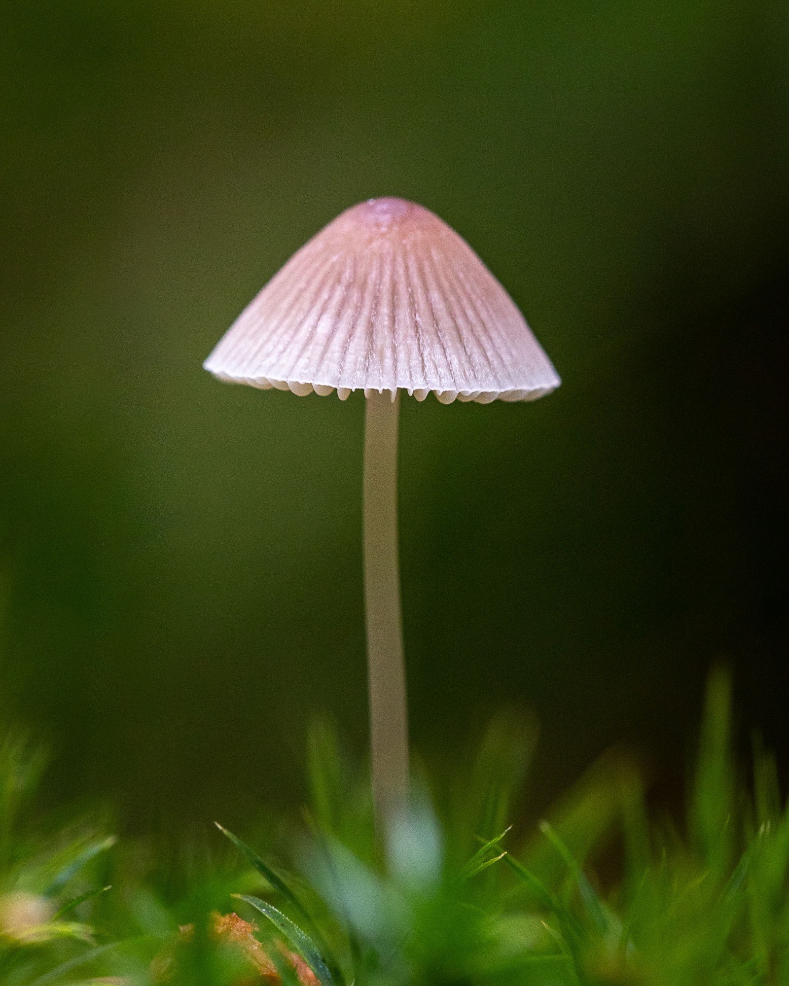 Mycena rosella