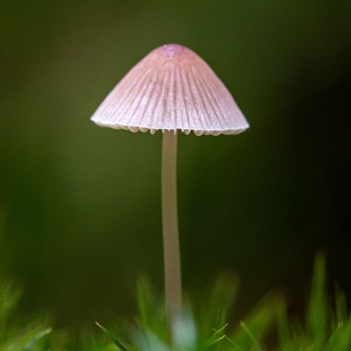 Mycena rosella