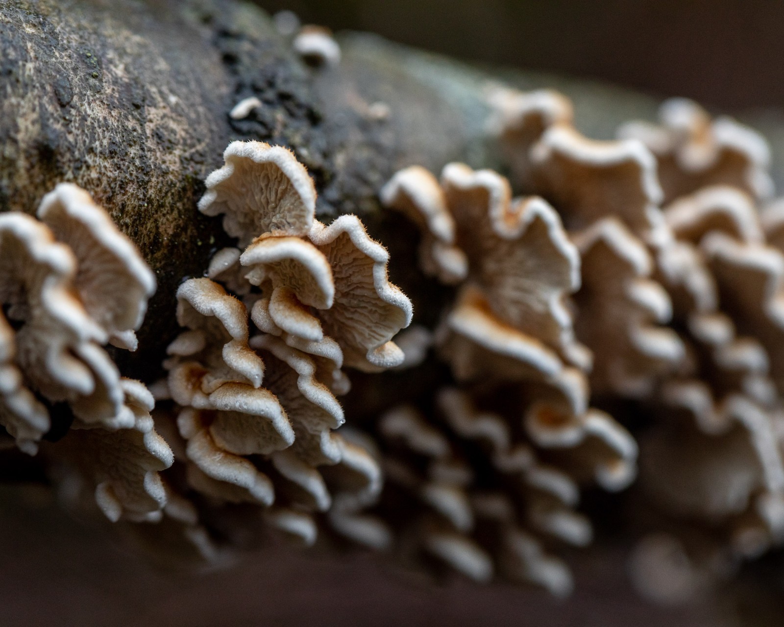 Plicaturopsis crispa