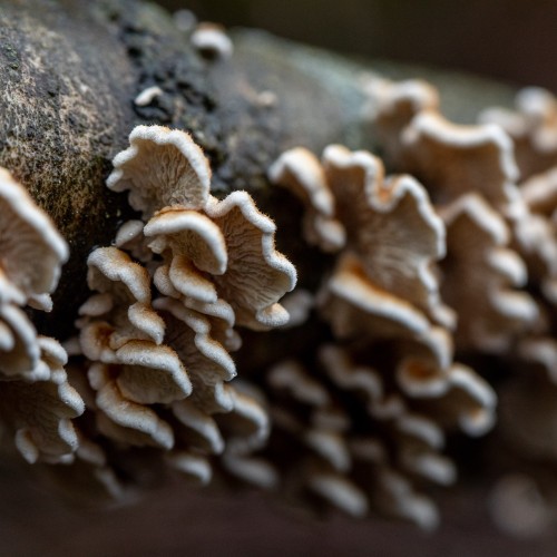 Plicaturopsis crispa