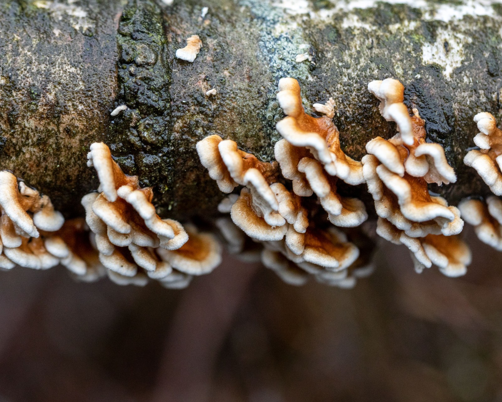 Plicaturopsis crispa