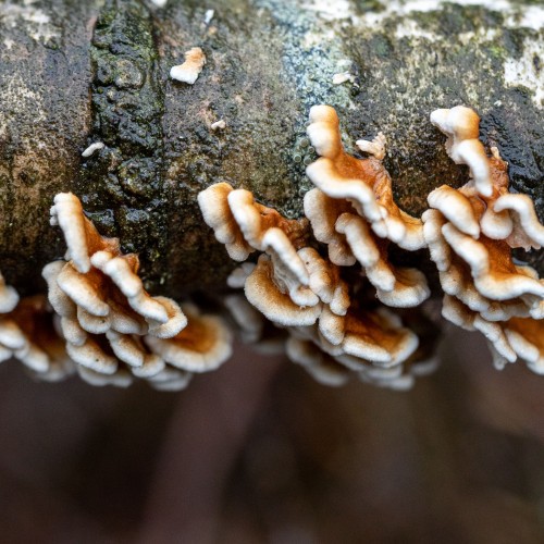 Plicaturopsis crispa