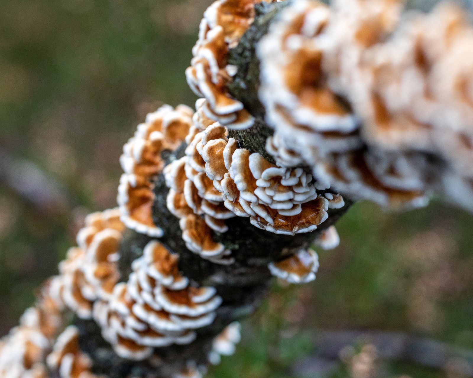 Plicaturopsis crispa