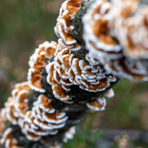 Plicaturopsis crispa
