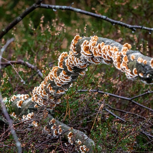 Plicaturopsis crispa