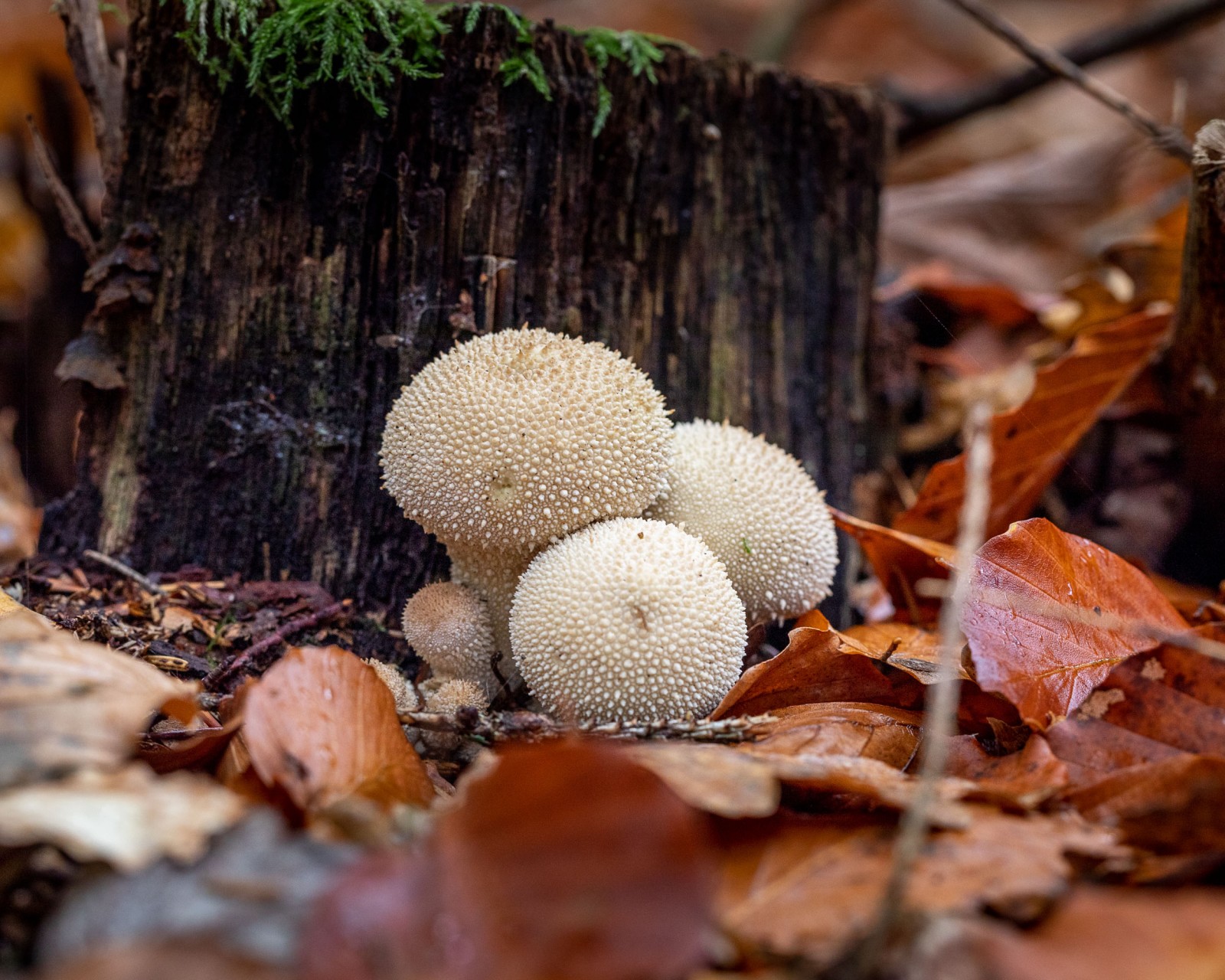 Lycoperdon perlatum