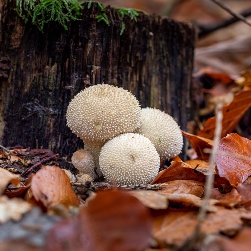 Lycoperdon perlatum