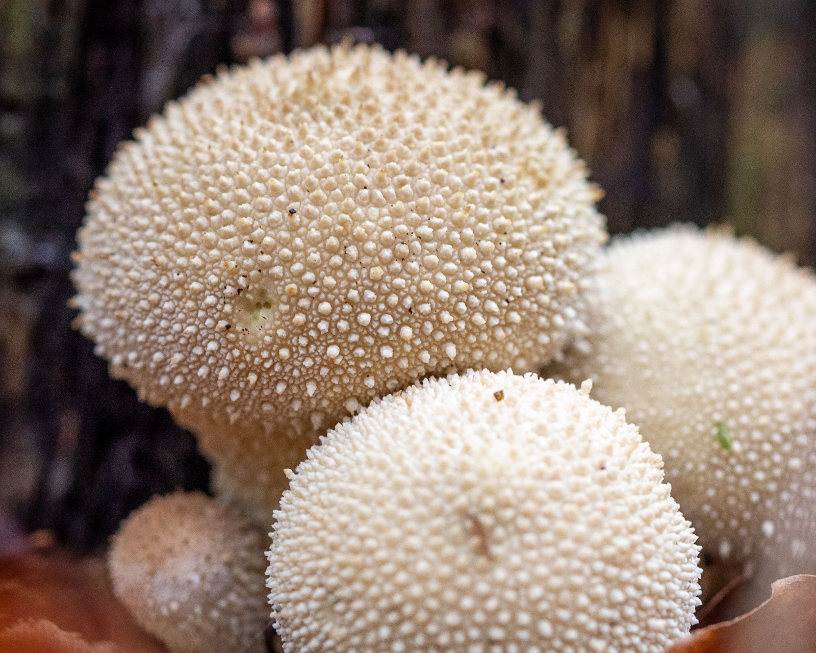 Lycoperdon perlatum