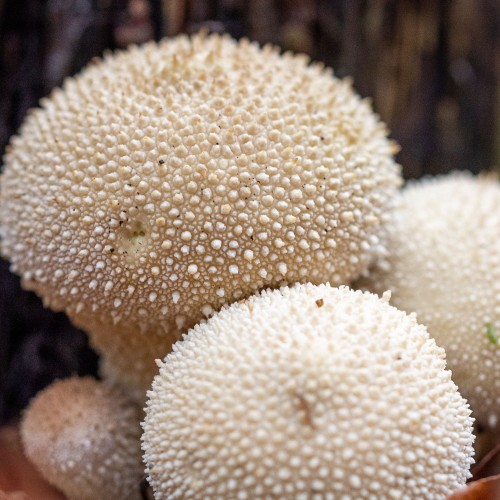 Lycoperdon perlatum