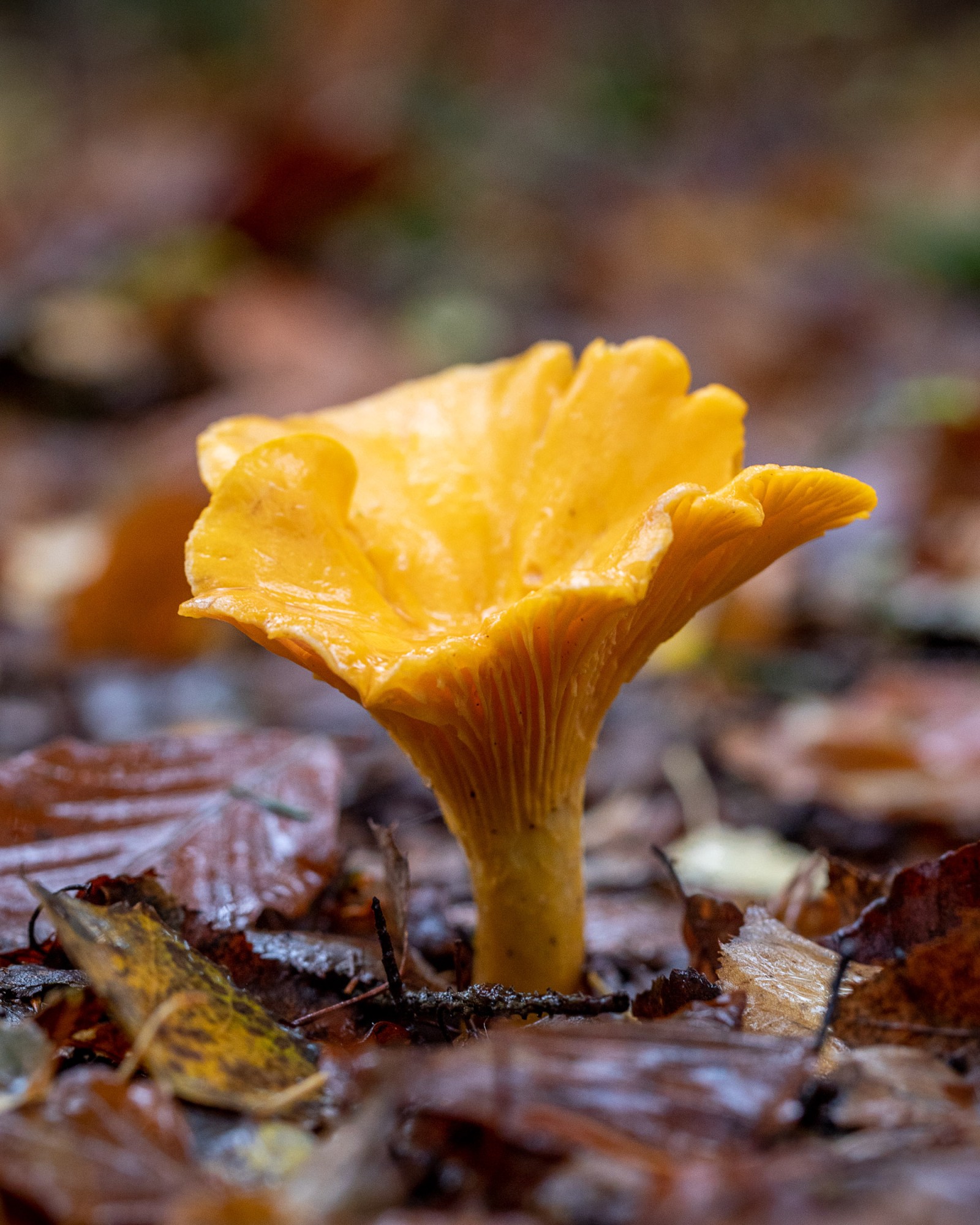 Cantharellus cibarius