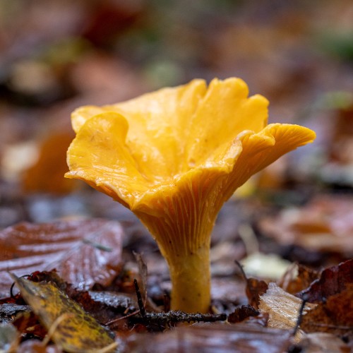 Cantharellus cibarius