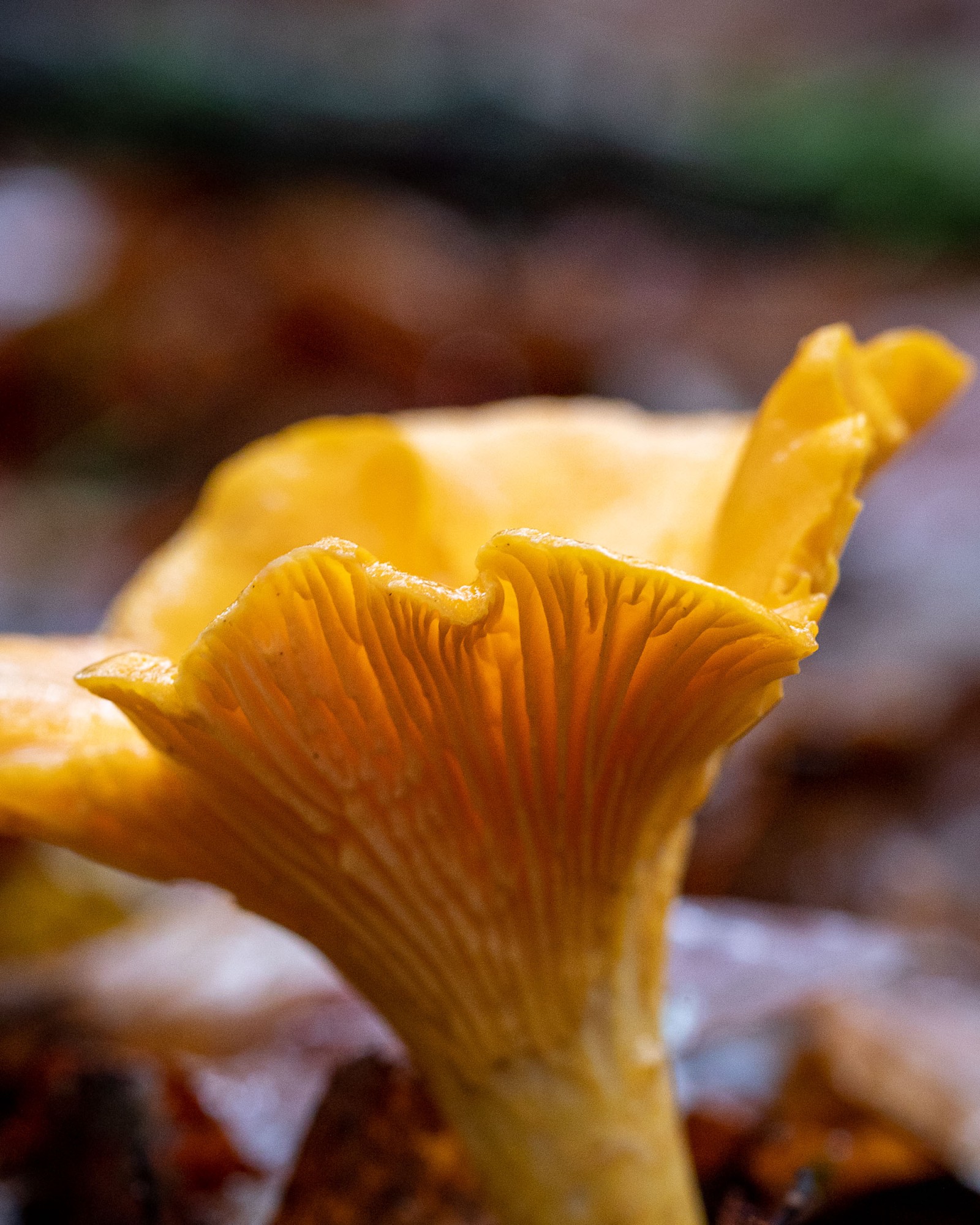 Cantharellus cibarius