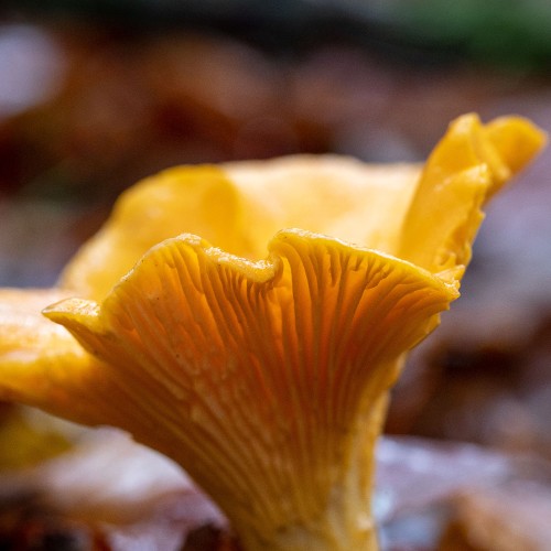 Cantharellus cibarius