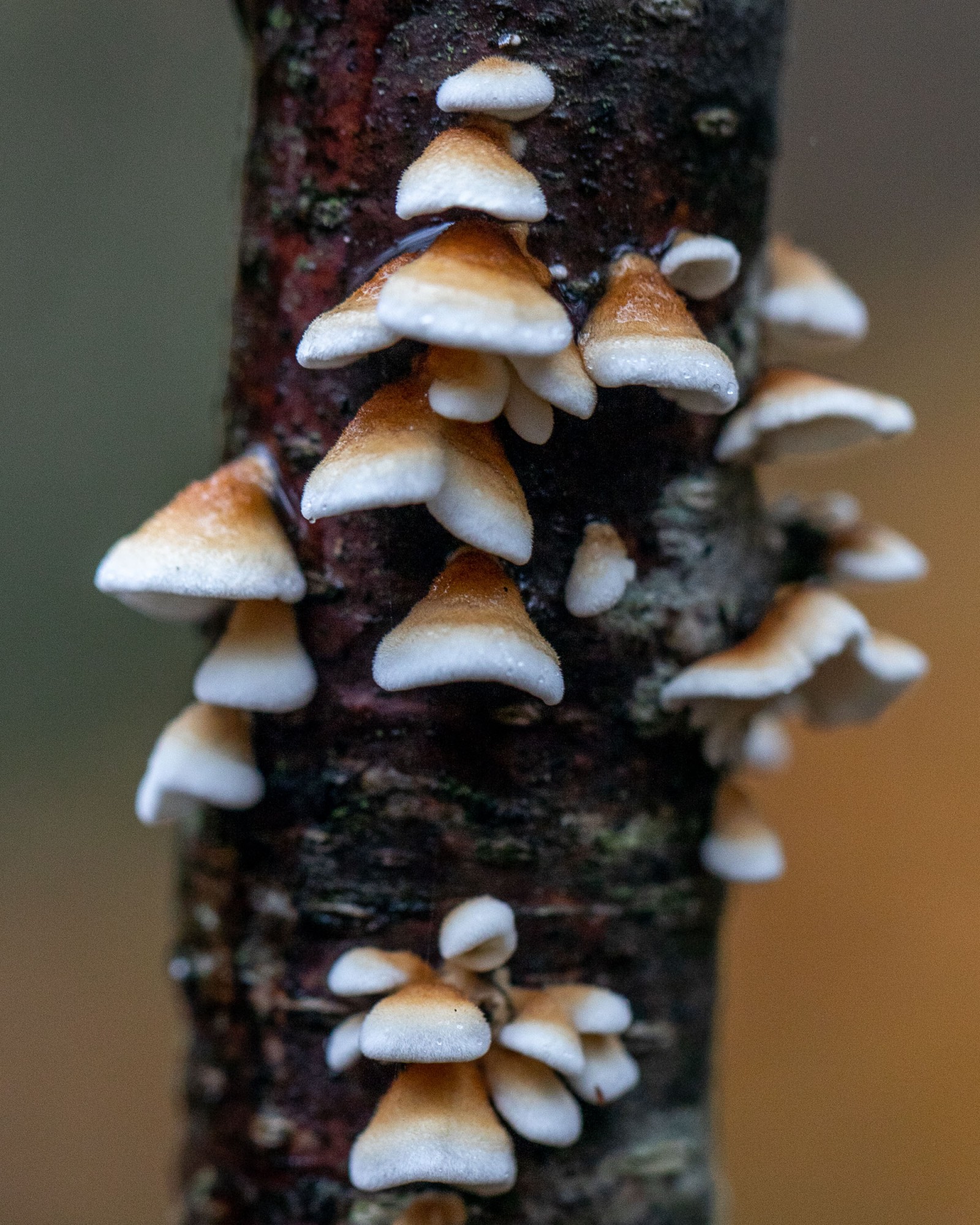 Plicaturopsis crispa