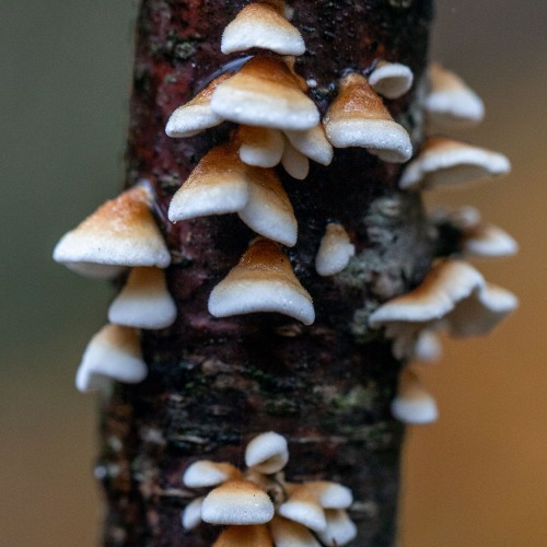 Plicaturopsis crispa