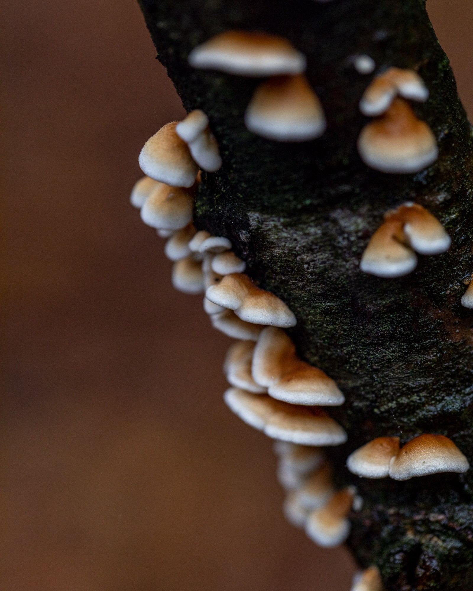 Plicaturopsis crispa