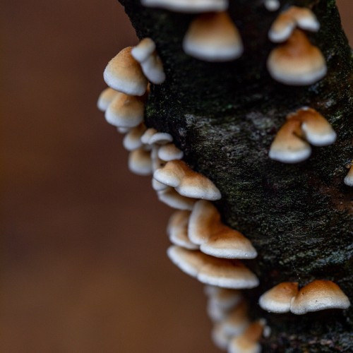 Plicaturopsis crispa