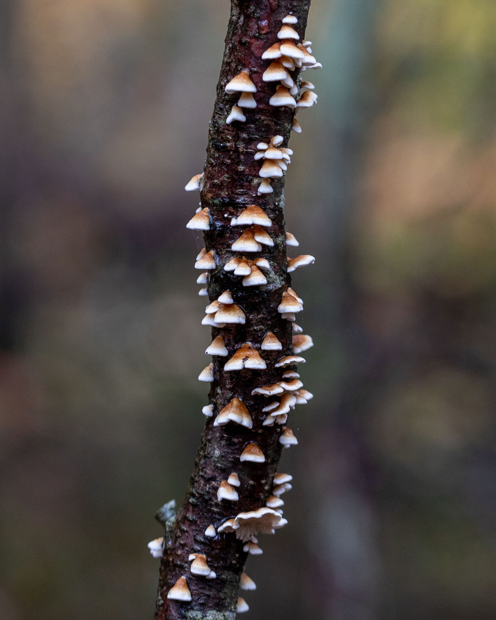 Plicaturopsis crispa